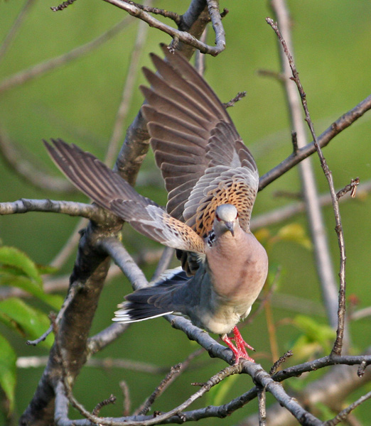 Giochi di tortora (Streptopelia turtur)